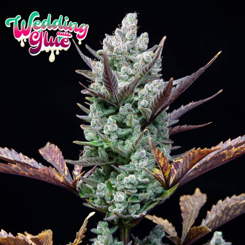 Wedding Glue Auto 5 Stück von Fast Buds