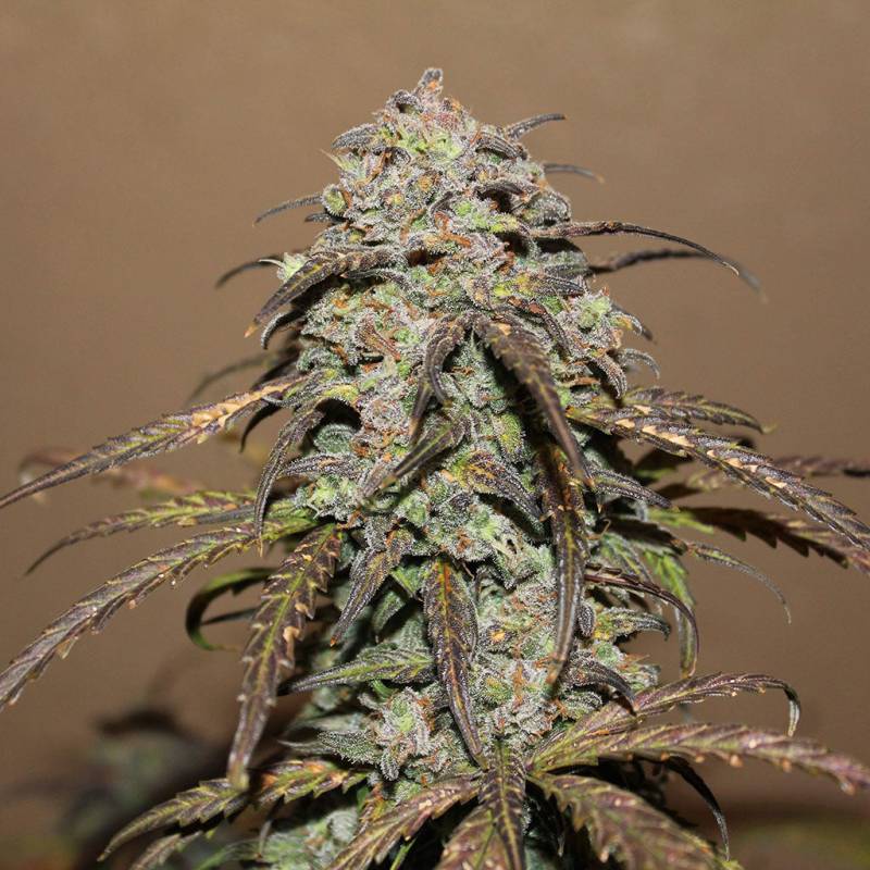 West Coast O.G. Auto 5 Stück von Fast Buds