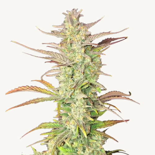 Z-Up von Fast Buds