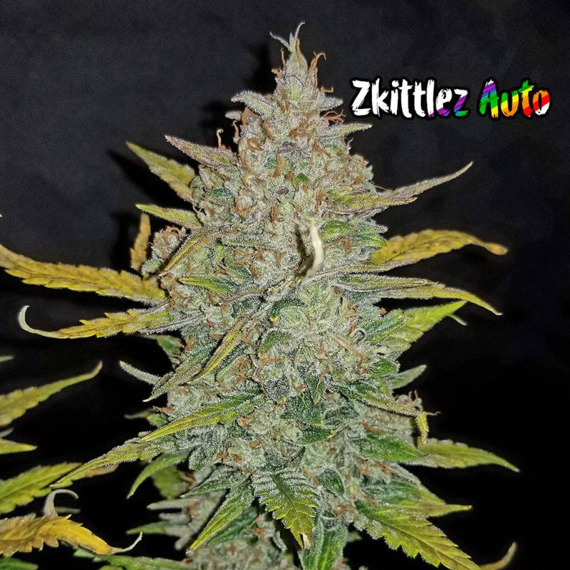 Zkittlez Auto 5 Stück von Fast Buds