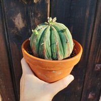 Euphorbia Obesa Ist Eine Alte Pflanze. Prolifera, Alte Obesa. Caudiciforme Sukkulente, Lebender Kaktus von FatSucculents