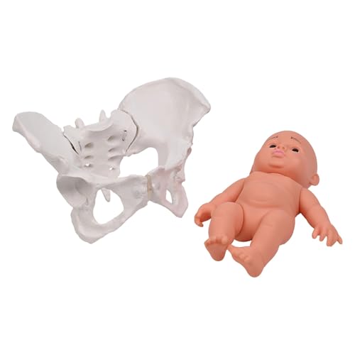 Weibliches Beckenmodell mit Baby-Hebammenunterricht Frauen bewegliche Hilfe für pädagogische Hebammen Weiblich und Baby von Fcnjsao