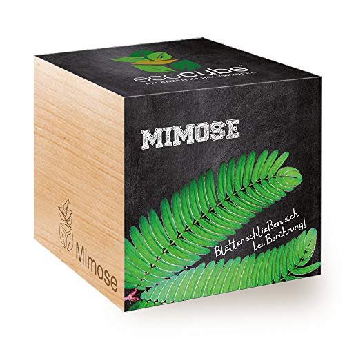Feel Green 296329 Ecocube Mimose, Blätter Schließen sich bei Berührung, Nachhaltige Geschenkidee (100% Eco Friendly), Grow Your Own/Anzuchtset, Pflanzen Im Holzwürfel, Made in Austria von Feel Green - WE CREATE NATURE