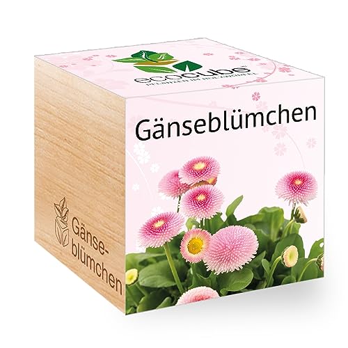 Feel Green - WE CREATE NATURE 297487 Feel Green Ecocube Gänseblümchen, Nachhaltige Geschenkidee (100% Eco Friendly), Grow Your Own/Anzuchtset, Pflanzen Im Holzwürfel, Made in Austria von Feel Green - WE CREATE NATURE