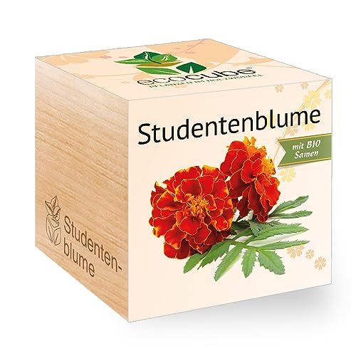 Feel Green - WE CREATE NATURE 297500 Feel Green Ecocube Studentenblume, Bio Samen, Nachhaltige Geschenkidee (100% Eco Friendly), Grow Your Own/Anzuchtset, Pflanzen Im Holzwürfel, Made in Austria von Feel Green - WE CREATE NATURE