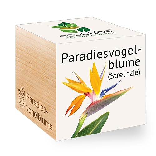 Feel Green - WE CREATE NATURE 297517 Feel Green Ecocube Paradiesvogelblume, Nachhaltige Geschenkidee (100% Eco Friendly), Grow Your Own/Anzuchtset, Pflanzen Im Holzwürfel, Made in Austria von Feel Green