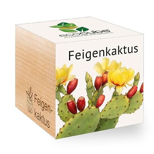 Feel Green - WE CREATE NATURE 501250 Feel Green Ecocube Feigenkaktus, Nachhaltige Geschenkidee (100% Eco Friendly), Grow Your Own/Anzuchtset, Pflanzen Im Holzwürfel, Made in Austria von Feel Green - WE CREATE NATURE