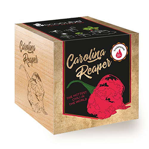 Feel Green Ecocube Chili Carolina Reaper, Schärfegrad: 10+, Scoville: 2.2 Millionen, Nachhaltige Geschenkidee (100% Eco Friendly), Grow Your Own/Anzuchtset, Pflanzen Im Holzwürfel, Made in Austria von Feel Green - WE CREATE NATURE