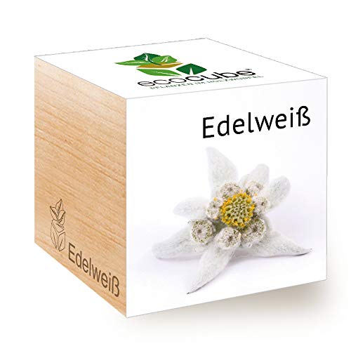 Feel Green 296527 Ecocube Edelweiß, Nachhaltige Geschenkidee (100% Eco Friendly), Grow Your Own/Anzuchtset, Pflanzen Im Holzwürfel, Made in Austria von Feel Green - WE CREATE NATURE