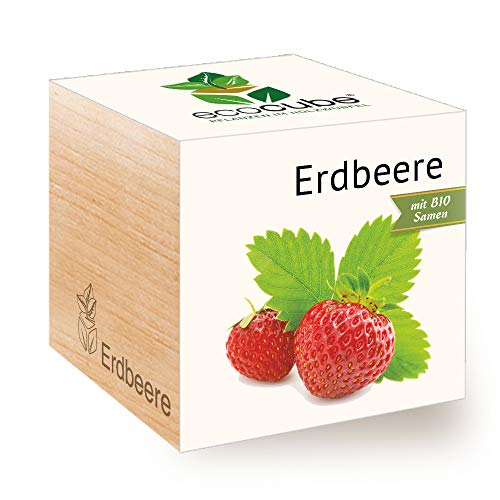 Feel Green 296350 Ecocube Erdbeere, Bio Samen, Nachhaltige Geschenkidee (100% Eco Friendly), Grow Your Own/Anzuchtset, Pflanzen Im Holzwürfel, Made in Austria von Feel Green - WE CREATE NATURE