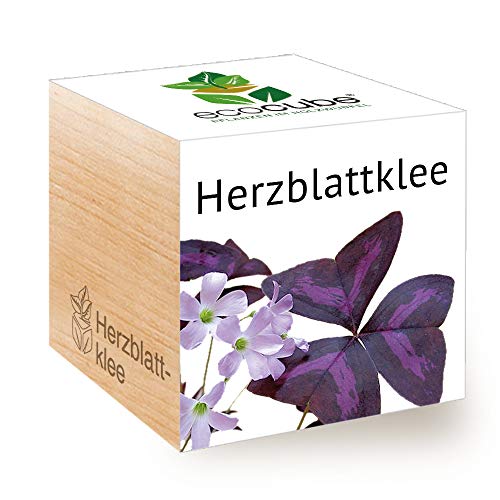 Feel Green 296442 Ecocube Herzblattklee/Love Plant, Nachhaltige Geschenkidee (100% Eco Friendly), Grow Your Own/Anzuchtset, Pflanzen Im Holzwürfel, Made in Austria von Feel Green - WE CREATE NATURE