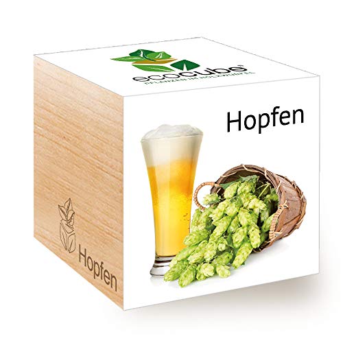 Feel 296343 Green Ecocube Hopfen, Nachhaltige Geschenkidee (100% Eco Friendly), Grow Your Own Craft Beer/Anzuchtset, Pflanzen Im Holzwürfel, Made in Austria von Feel Green