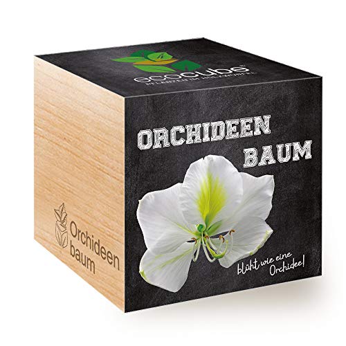 Feel Green Ecocube Orchideenbaum, Blüht Wie Eine Orchidee, Nachhaltige Geschenkidee (100% Eco Friendly), Grow Your Own/Anzuchtset, Pflanzen Im Holzwürfel, Made in Austria von Feel Green