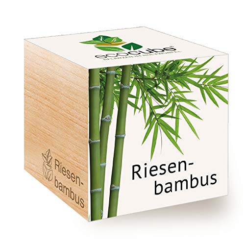 Feel Green 296534 Ecocube Riesenbambus, Nachhaltige Geschenkidee (100% Eco Friendly), Grow Your Own/Anzuchtset, Pflanzen Im Holzwürfel, Made in Austria von Feel Green