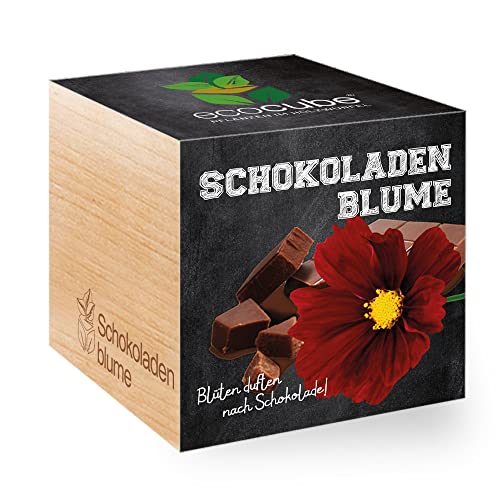 Feel Green 296251 Ecocube Schokoladenblume, Blüten Duften Nach Schokolade, Nachhaltige Geschenkidee (100% Eco Friendly), Grow Your Own/Anzuchtset, Pflanzen Im Holzwürfel, Made in Austria von Feel Green - WE CREATE NATURE