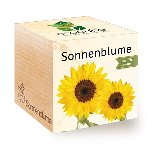 Feel Green 296268 Ecocube Sonnenblume, Bio Zertifiziert, Nachhaltige Geschenkidee (100% Eco Friendly), Grow Your Own/Anzuchtset, Pflanzen Im Holzwürfel, Made in Austria von Feel Green - WE CREATE NATURE