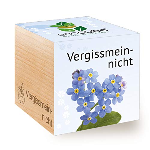 Feel Green Ecocube Vergissmeinnicht, Nachhaltige Geschenkidee (100% Eco Friendly), Grow Your Own/Anzuchtset, Pflanzen Im Holzwürfel, Made in Austria von Feel Green