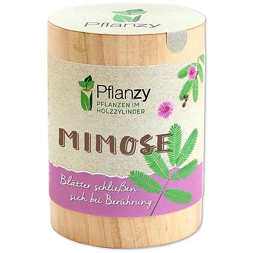 Feel Green Pflanzy Mimose, Nachhaltige Geschenkidee (100% Eco Friendly), Grow Your Own/Anzuchtset, Pflanzen im Holzzylinder, Made in Austria von Feel Green - WE CREATE NATURE