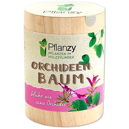 Feel Green Pflanzy Orchideenbaum, Nachhaltige Geschenkidee (100% Eco Friendly), Grow Your Own/Anzuchtset, Pflanzen im Holzzylinder, Made in Austria, Holz von Feel Green - WE CREATE NATURE