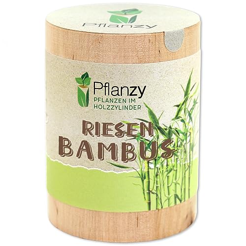 Feel Green Pflanzy Riesenbambus, Nachhaltige Geschenkidee (100% Eco Friendly), Grow Your Own/Anzuchtset, Pflanzen im Holzzylinder, Made in Austria von Feel Green - WE CREATE NATURE