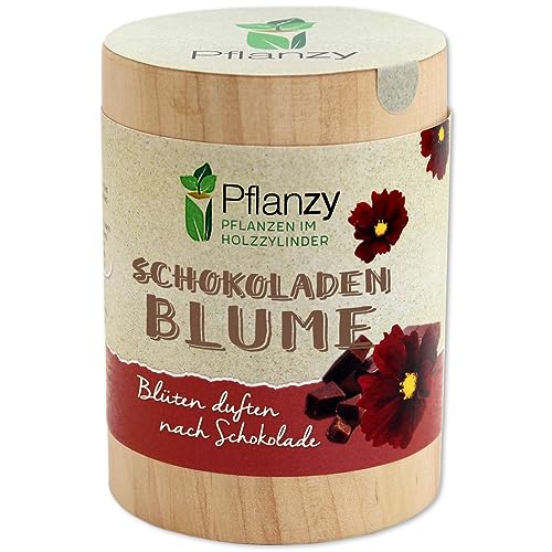 Feel Green Pflanzy Schokoladenblume, Nachhaltige Geschenkidee (100% Eco Friendly), Grow Your Own/Anzuchtset, Pflanzen im Holzzylinder, Made in Austria von Feel Green - WE CREATE NATURE