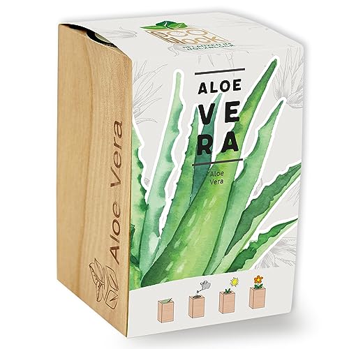 Feel Green ecoblock Aloe Vera, Nachhaltige Geschenkidee (100% Eco Friendly), Grow Your Own/Anzuchtset, Pflanzen im Holzblock, Made in Austria von Feel Green - WE CREATE NATURE