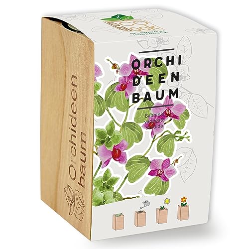 Feel Green ecoblock Orchideenbaum, Nachhaltige Geschenkidee (100% Eco Friendly), Grow Your Own/Anzuchtset, Pflanzen im Holzblock, Made in Austria von Feel Green - WE CREATE NATURE