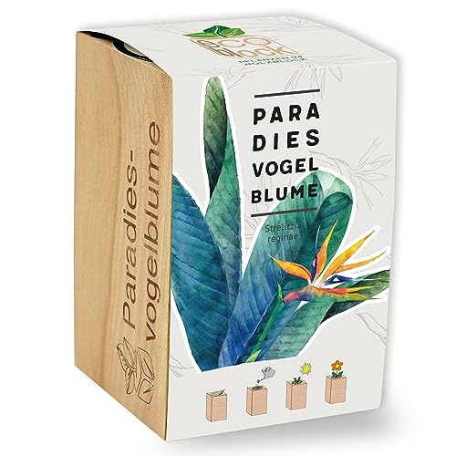 Feel Green ecoblock Paradiesvogelblume, Nachhaltige Geschenkidee (100% Eco Friendly), Grow Your Own/Anzuchtset, Pflanzen im Holzblock, Made in Austria von Feel Green - WE CREATE NATURE