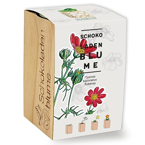 Feel Green ecoblock Schokoladenblume, Nachhaltige Geschenkidee (100% Eco Friendly), Grow Your Own/Anzuchtset, Pflanzen im Holzblock, Made in Austria von Feel Green - WE CREATE NATURE