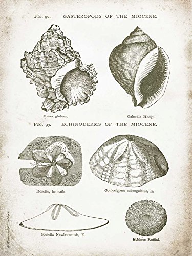 ART-PRINT-on-matt-paper-220gr- Vintage Shells I Babbitt Gwendolyn - Coastal Vertikales Bild Weiß Grau Muschel Vintage Ephemera Co Fine Art Print 20_X_15_in ART-PRINT-on-matt-paper-220gr- Vintage Shells I Babbitt Gwendolyn - Coastal Vertikales Bild Weiß Grau Muschel Vintage Ephemera Co Fine Art Print 20_X_15_in von Feeling at home