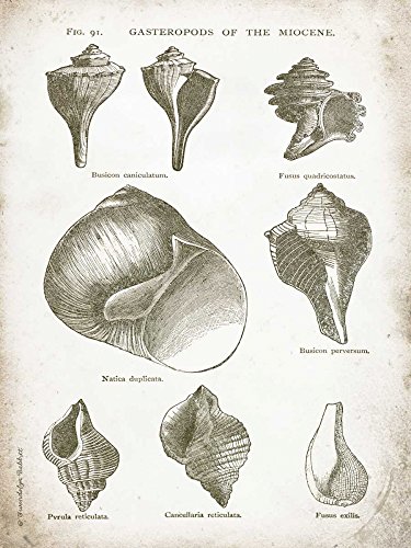 ART-PRINT-on-matt-paper-220gr- Vintage Shells II Babbitt Gwendolyn - Coastal Vertikales Bild Weiß Grau Muschel Vintage Ephemera Co Fine Art Print 20_X_15_in ART-PRINT-on-matt-paper-220gr- Vintage Shells II Babbitt Gwendolyn - Coastal Vertikales Bild Weiß Grau Muschel Vintage Ephemera Co Fine Art Print 20_X_15_in von Feeling at home