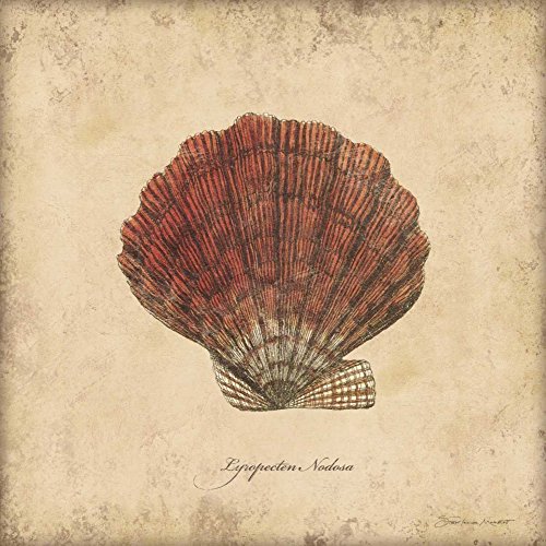Bild auf gerollter Leinwand, Muscheln II Marrott Stephanie – Küstenquadrat, Kunstdruck, Strand, Küste, Jakobsmuschel, Muschel, Vintage, antikes Rot, Kunstdruck, 25,4 x 25,4 cm Bild auf gerollter Leinwand, Muscheln II Marrott Stephanie – Küstenquadrat, Kunstdruck, Strand, Küste, Jakobsmuschel, Muschel, Vintage, antikes Rot, Kunstdruck, 25,4 x 25,4 cm von Feeling at home