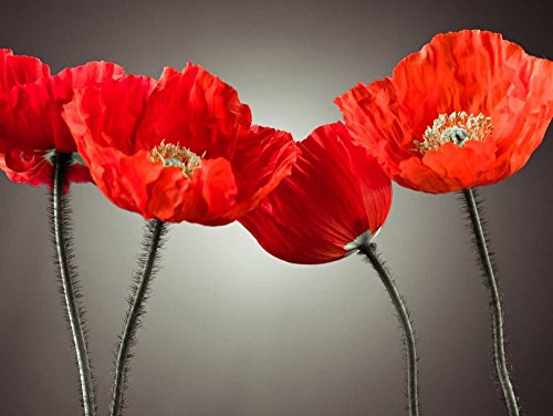 Feeling at home KUNSTDRUCK auf MATTE PAPIER 220gr Vier Mohnblumen Frank Assaf - Blumen horizontal Poster 4 Schönheit in der Natur Bloom Blüte Bild auf Papier cm_47_X_63 von Feeling at home