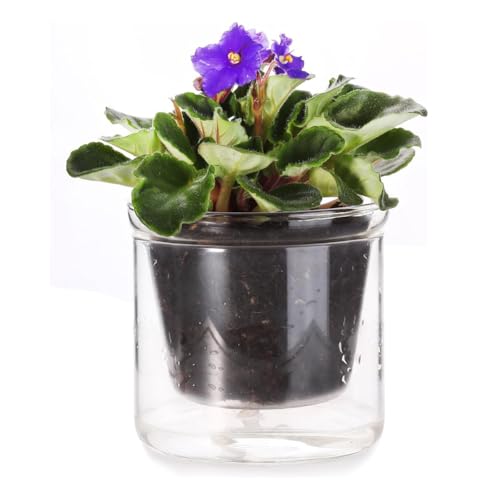 Fegtrtyoa 4 Selbstgaser -Topf Afrikanischer Violett -Topf, Bodengas -Glas -Pflanzer für Innenpflanzen und Ausbreitung für Afrikanische Violett -Orchideenblüten Zimmerpflanze von Fegtrtyoa