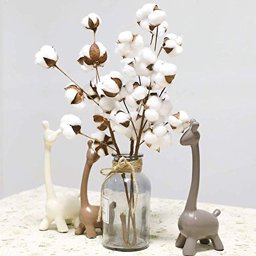 FeiliandaJJ 21 Zoll 3Pc 30 Köpfe Getrocknete Blume Natürlicher Baumwollzweig Bauernhaus-Stil Künstliche Blume Füller Blumendekor für Wohnzimmer Home (Weiß) von FeiliandaJJ