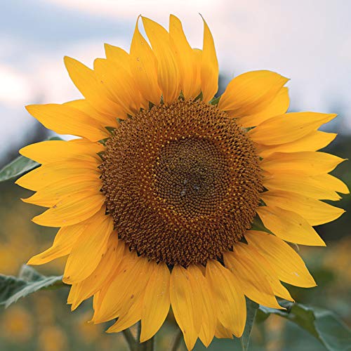 FeiyanfyQ 20/50 Stück Riesen-Sonnenblumenkerne Helianthusblume Haus Garten Zierpflanze – 50 Stück Sonnenblumensamen von FeiyanfyQ