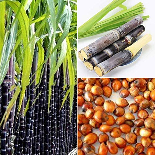 FeiyanfyQ Zuckerrohr-Samen, 100 Stück, leckere saftige Obstpflanze, Heim, Garten, Hof, Bauernhof, Dekoration – Zuckerrohrsamen von FeiyanfyQ