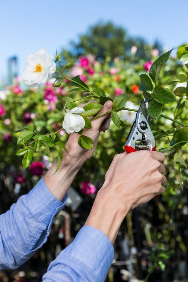 Felco Gartenschere Nr.14 Rebscheere für kleine Hände Rechtshänder von Felco