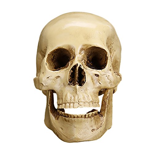 Totenkopf Replikat Figur Menschen Schädel Skull von Fenteer