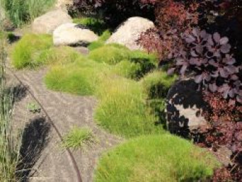 Bärenfell Schwingel, Festuca gautieri, Topfware von Festuca gautieri