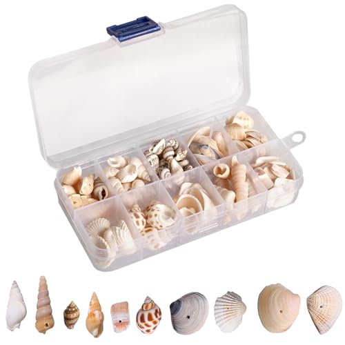 Fhioevt Muscheln Deko 10 Stile Muscheln zum Basteln Muscheln mit Loch Muschel Kleine Jakobsmuschel Miniatur Gemischte Muscheln Für Harz Kerze Basteln Hochzeitsdeko Aquarium (150-200) von Fhioevt