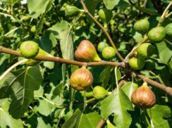 Feige 'Brown Turkey', 40-60 cm, Ficus carica 'Brown Turkey', Containerware Feige 'Brown Turkey', 40-60 cm, Ficus carica 'Brown Turkey', Containerware von Ficus carica 'Brown Turkey'