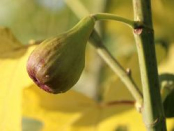 Feige 'Firoma' ®, 40-60 cm, Ficus carica 'Firoma' ®, Containerware von Ficus carica 'Firoma' ®