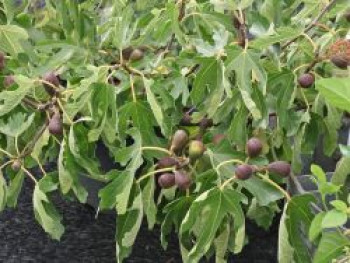 Zwerg-Feige 'Little Miss Figgy', 20-40 cm, Ficus carica 'Little Miss Figgy', Containerware Zwerg-Feige 'Little Miss Figgy', 20-40 cm, Ficus carica 'Little Miss Figgy', Containerware von Ficus carica 'Little Miss Figgy'
