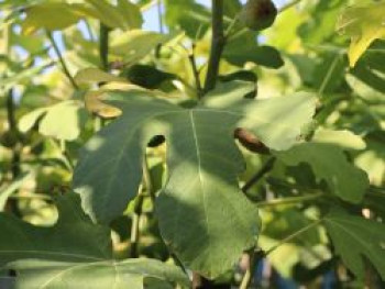 Echte Feige 'Perretta' ®, 40-60 cm, Ficus carica 'Perretta' ®, Containerware von Ficus carica 'Perretta' ®