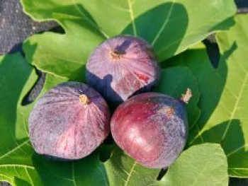 Feige, 40-60 cm, Ficus carica, Containerware Feige, 40-60 cm, Ficus carica, Containerware von Ficus carica