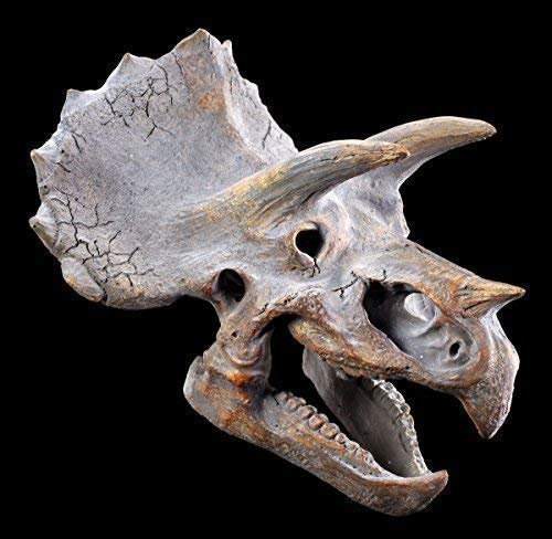 Wandrelief Triceratops Totenkopf | Dinosaurier Kopf | Figur Schädel Skelett Dino Saurier von Figuren Shop GmbH
