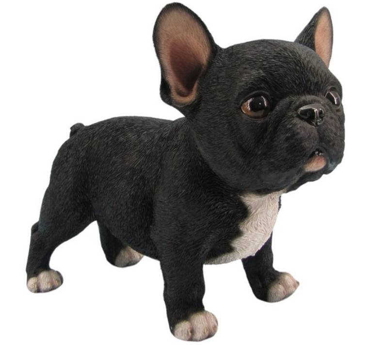 Figurendiscounter Gartenfigur Dekofigur Französische Bulldogge stehend 18 x 12 x Figurendiscounter Gartenfigur Dekofigur Französische Bulldogge stehend 18 x 12 x von Figurendiscounter