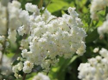 Gefülltblühende Rüsterstaude 'Plena', Filipendula vulgaris 'Plena', Topfware von Filipendula vulgaris 'Plena'