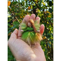 Mini Engel Der Heilung Schutzengel von Filzhimmel